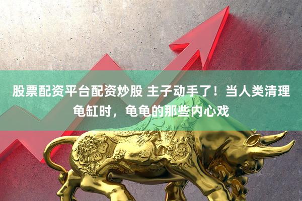股票配资平台配资炒股 主子动手了！当人类清理龟缸时，龟龟的那些内心戏